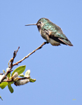 Broad tailed Hummingbird 0582